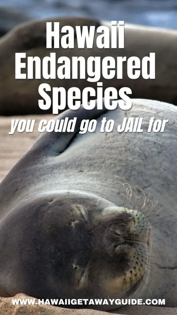 hawaii endangered species monk seals