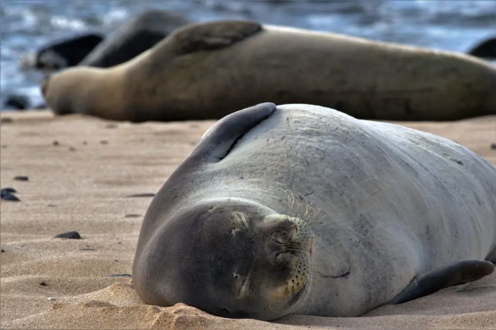 hawaii endangered species monk seals 