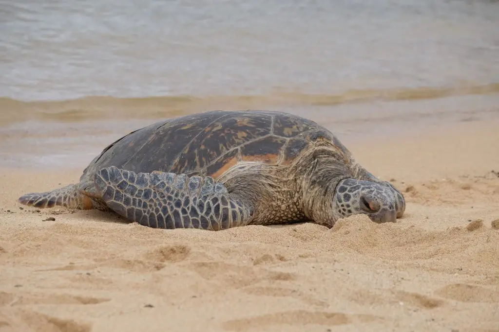 hawaiian green sea turtle endangered species hawaii j5fP20RbUaI-unsplash