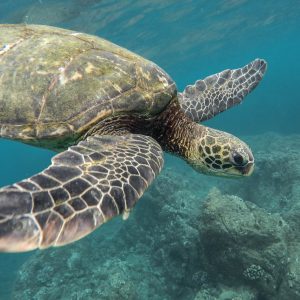 hawaiian green sea turtle hawaii endangered species unsplash