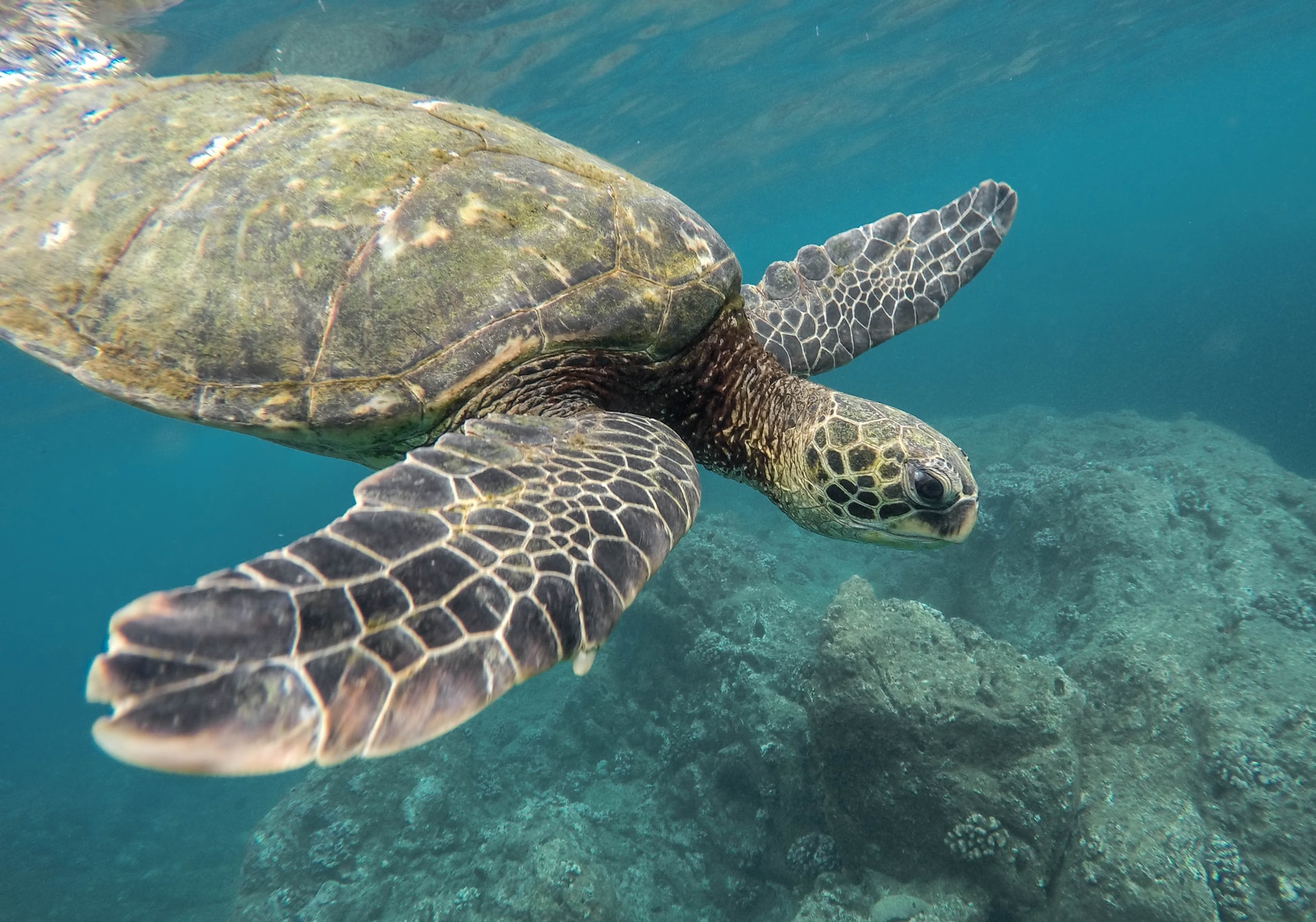 hawaiian green sea turtle hawaii endangered species unsplash