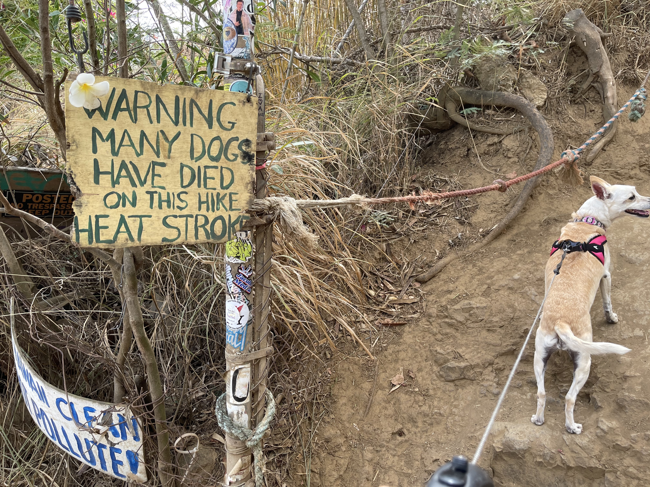 Lanikai hike entry dog friendly lanikai